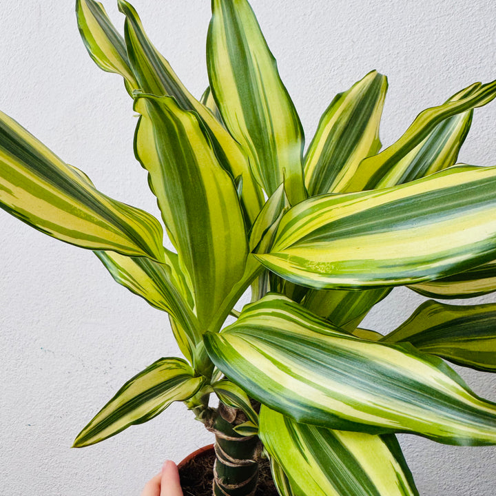 Dracaena Yellow Coast - Dragon Tree