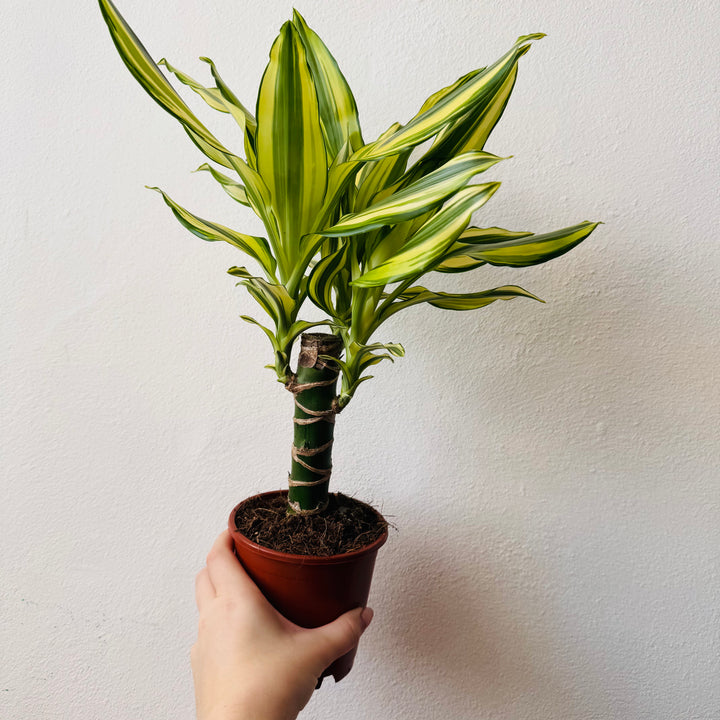 Dracaena Yellow Coast - Dragon Tree
