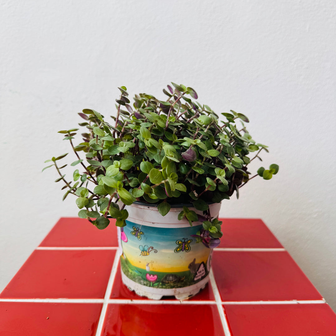 Callisia Repens  - Turtle Vine