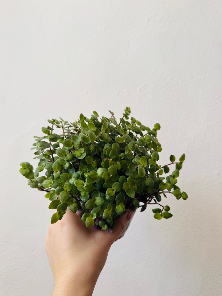 Callisia Repens  - Turtle Vine