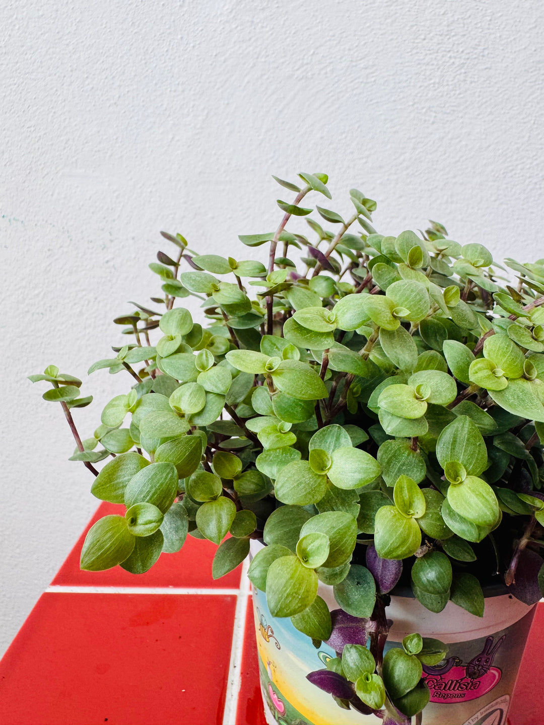 Callisia Repens  - Turtle Vine