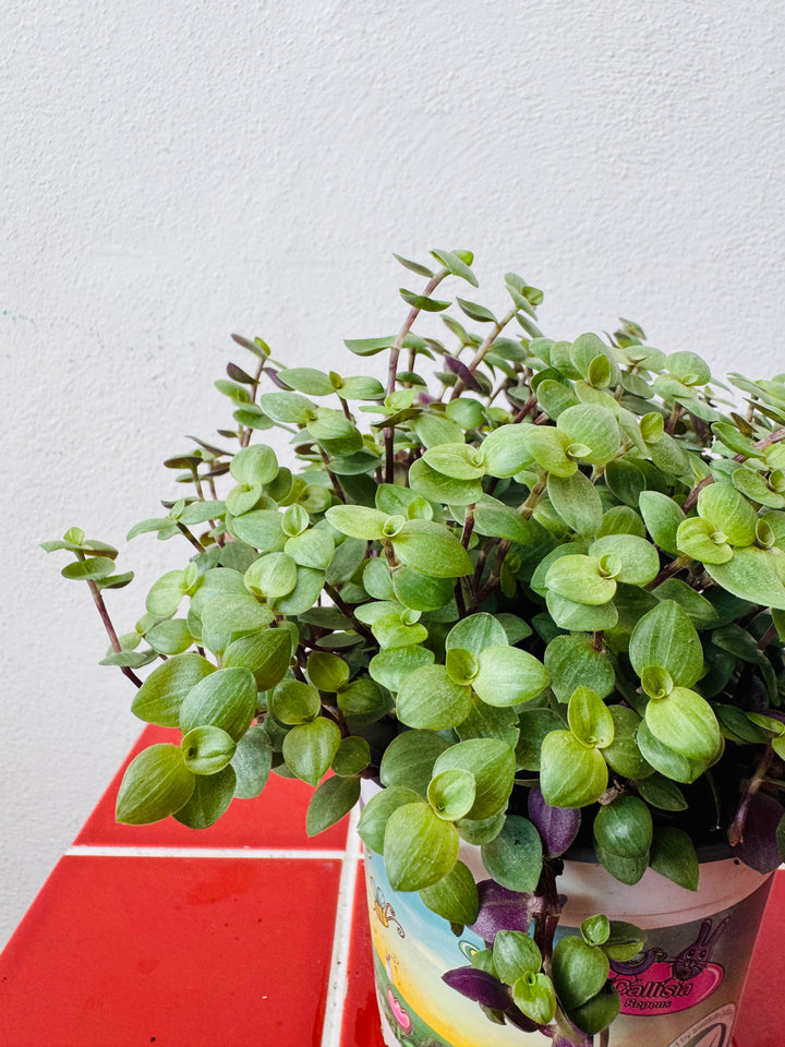 Callisia Repens  - Turtle Vine