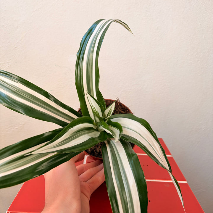 Dracaena Kopstek Mix