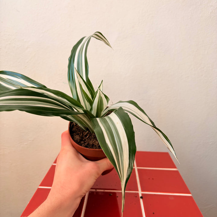 Dracaena Kopstek Mix