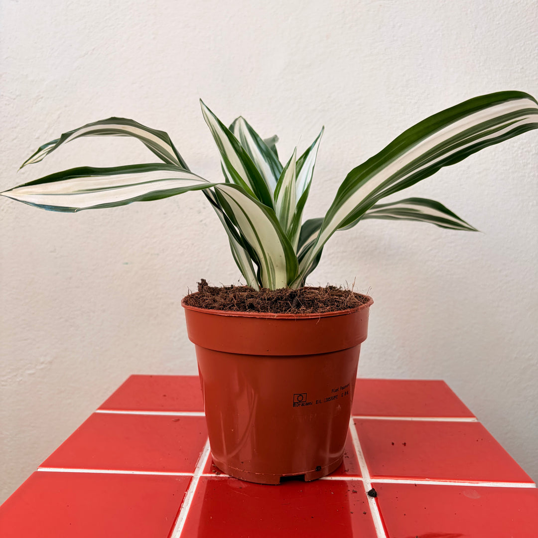 Dracaena Kopstek Mix