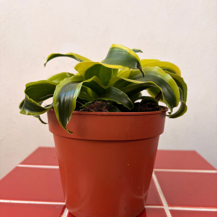 Dracaena Kopstek Mix