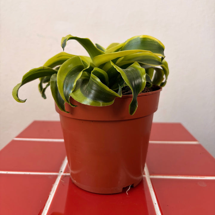 Dracaena Kopstek Mix