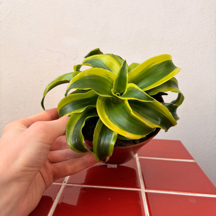 Dracaena Kopstek Mix