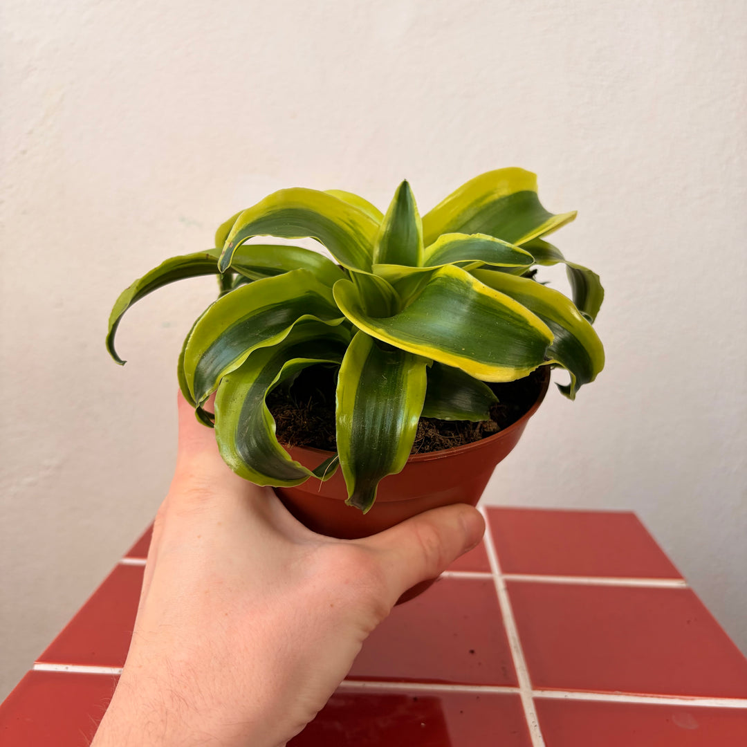 Dracaena Kopstek Mix