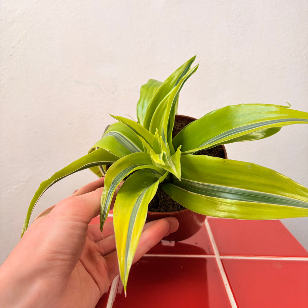 Dracaena Kopstek Mix