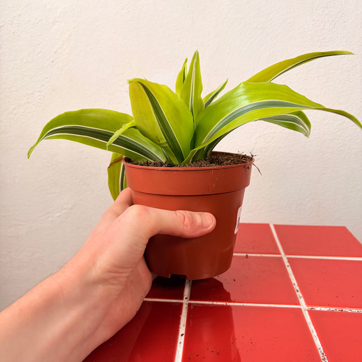Dracaena Kopstek Mix