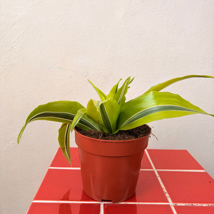 Dracaena Kopstek Mix