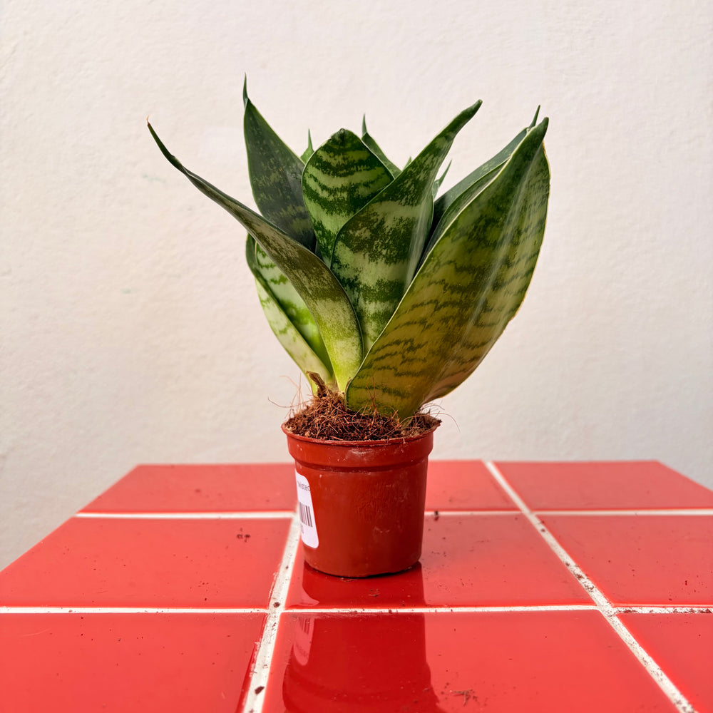 sansevieria trifasciata twist Sansevieria Twisted