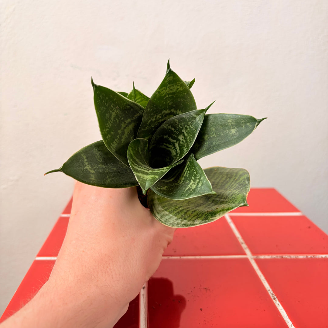 Sansevieria (Twisted) – Twisted Snake Plant