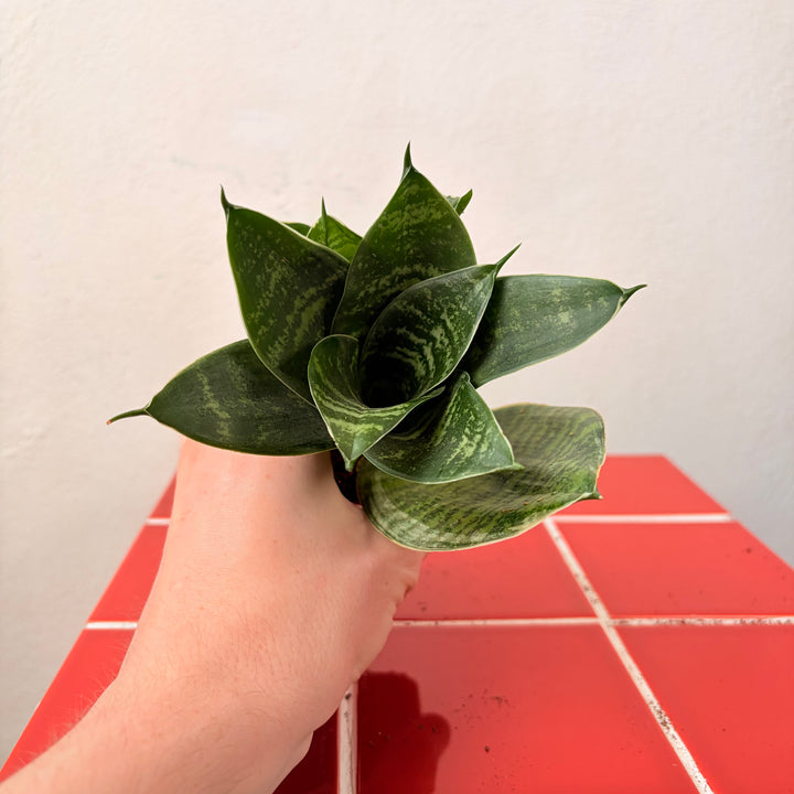 Sansevieria (Twisted) – Twisted Snake Plant