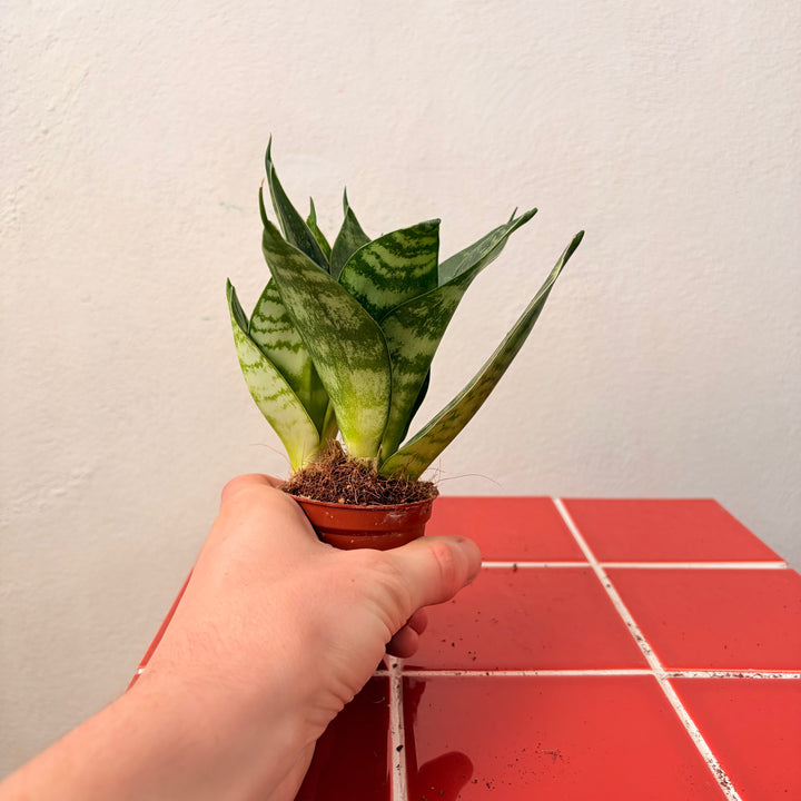 Sansevieria (Twisted) – Twisted Snake Plant