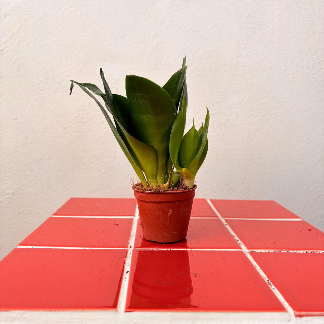 Sansevieria (Twisted) – Twisted Snake Plant