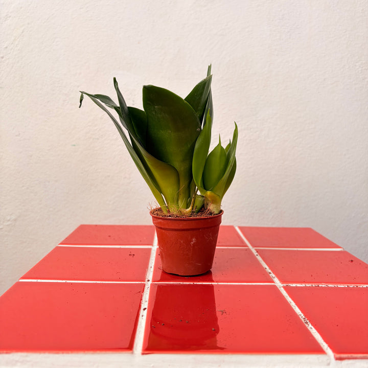 Sansevieria (Twisted) – Twisted Snake Plant