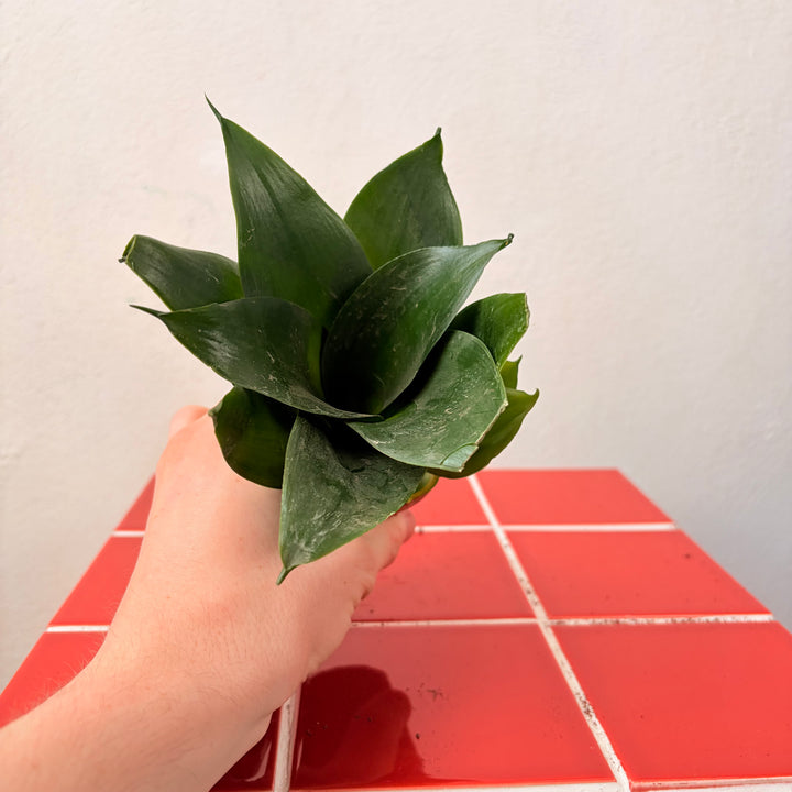 Sansevieria (Twisted) – Twisted Snake Plant