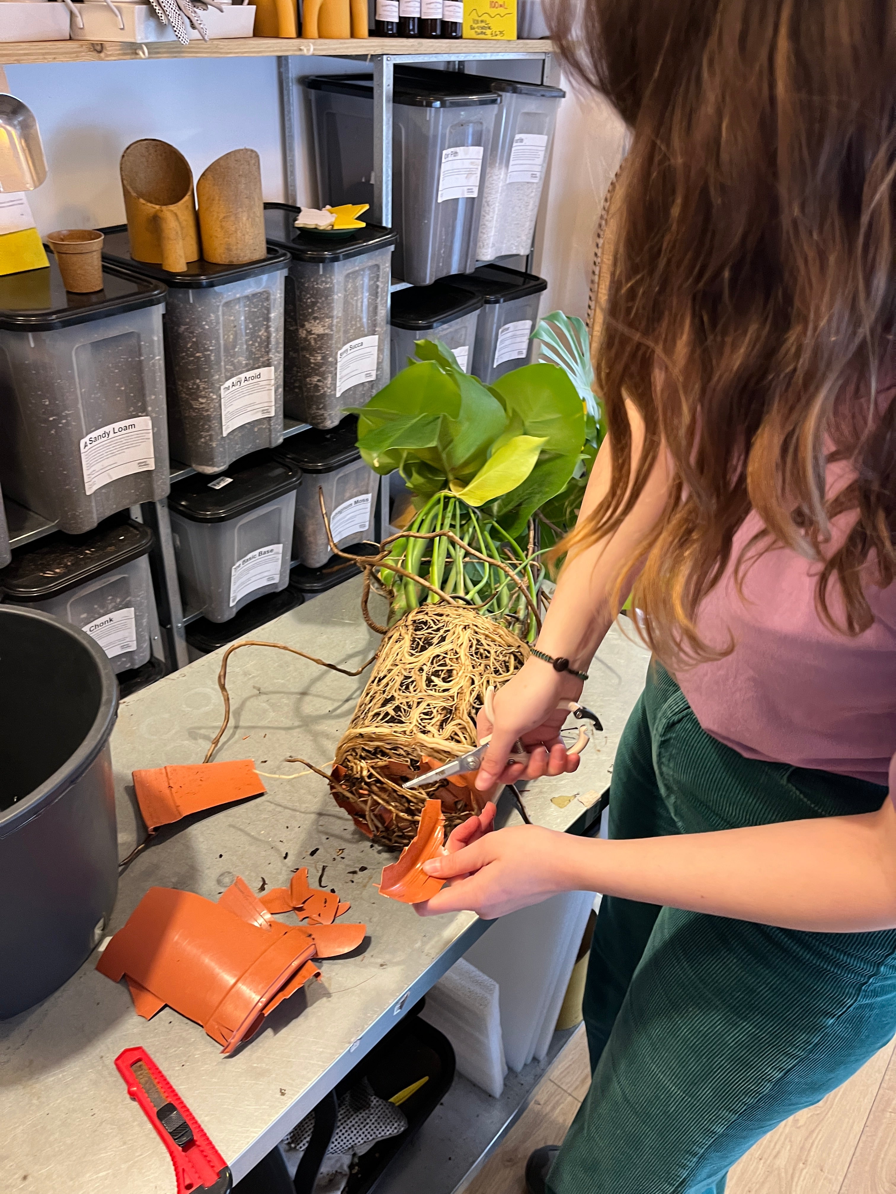 Plant Studio Bristol | Indoor & Outdoor Plants, Rare Finds & Pots