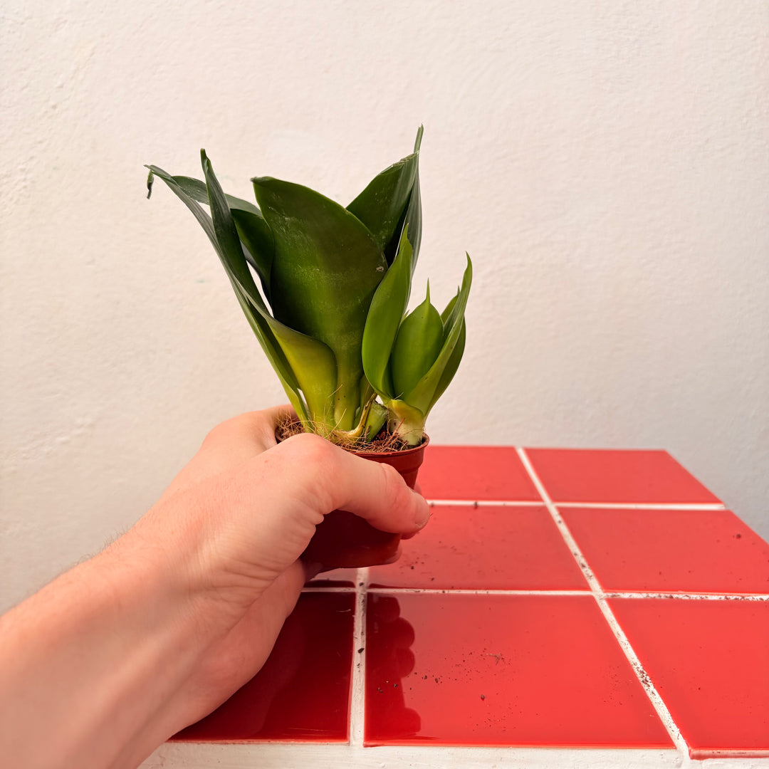 Sansevieria (Twisted) – Twisted Snake Plant