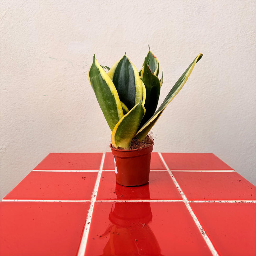 Sansevieria (Twisted) – Twisted Snake Plant