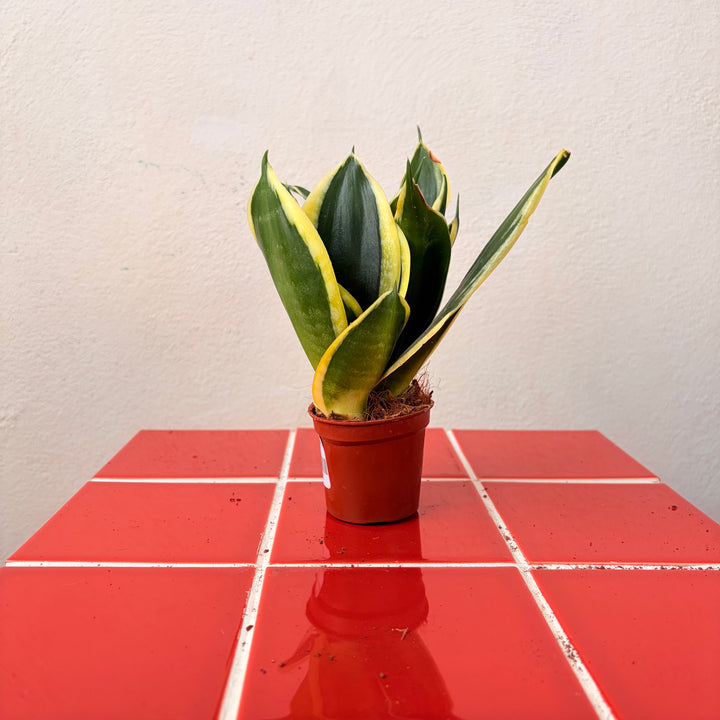 Sansevieria (Twisted) – Twisted Snake Plant