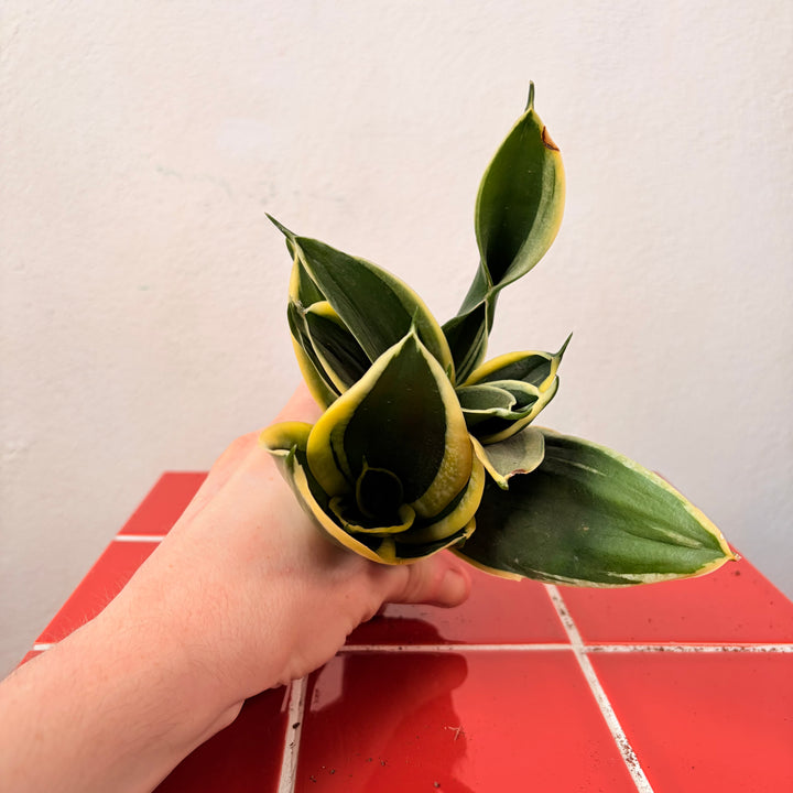 Sansevieria (Twisted) – Twisted Snake Plant