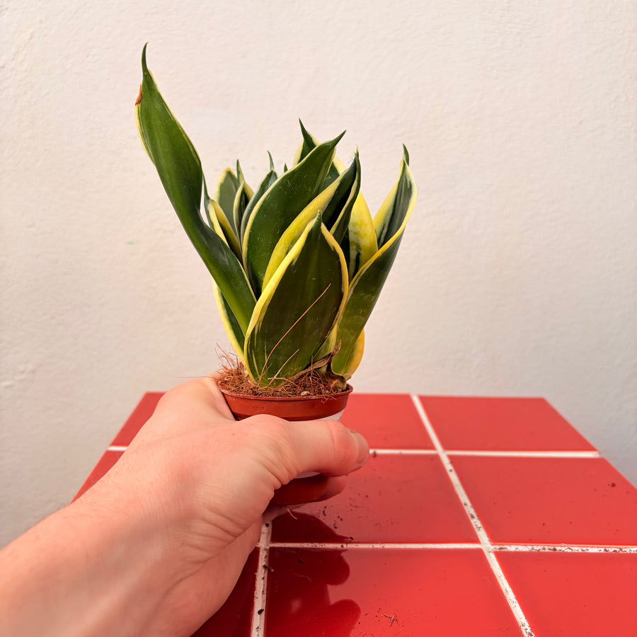 twisted sansevieria Sansevieria Twisted