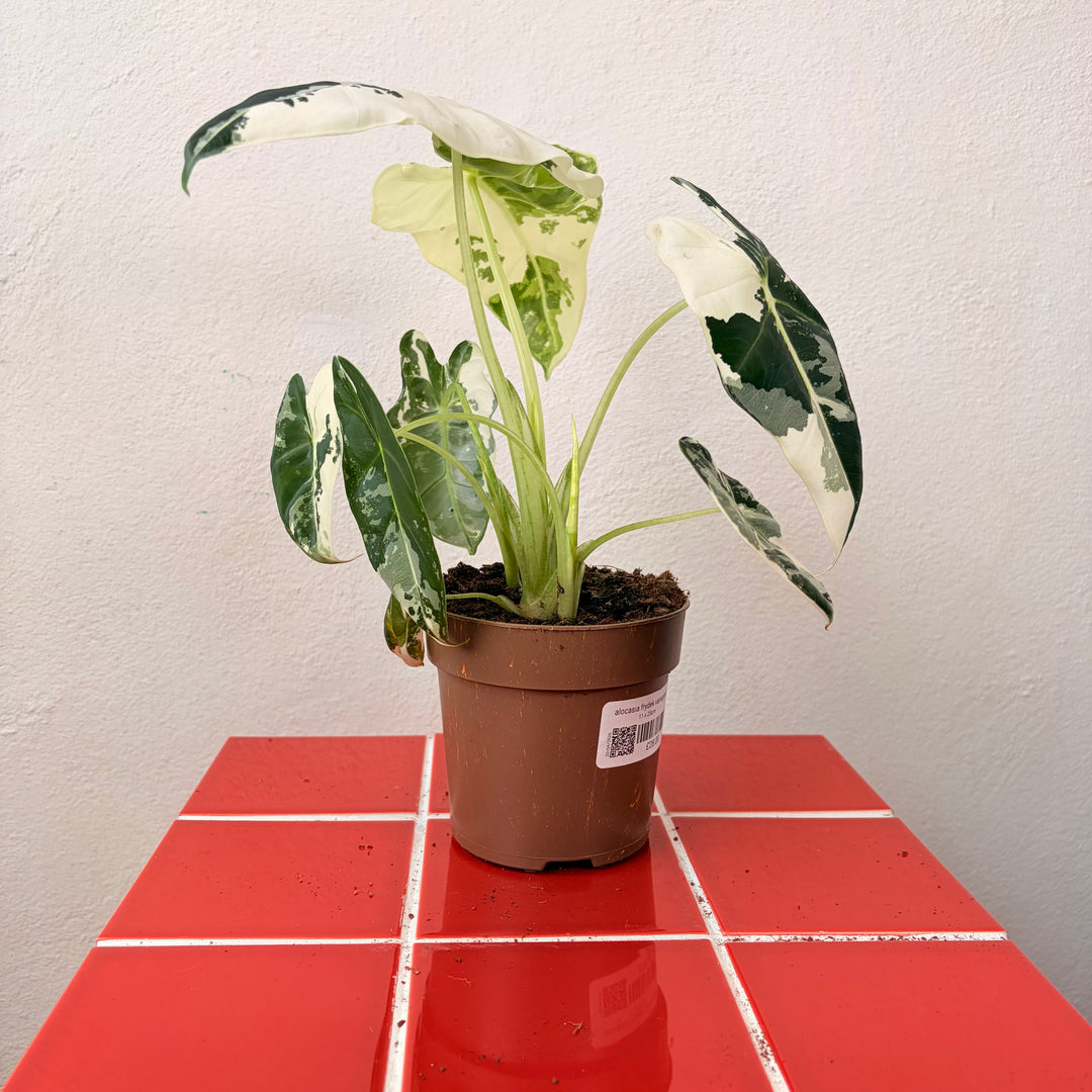 Alocasia Frydek Variegated