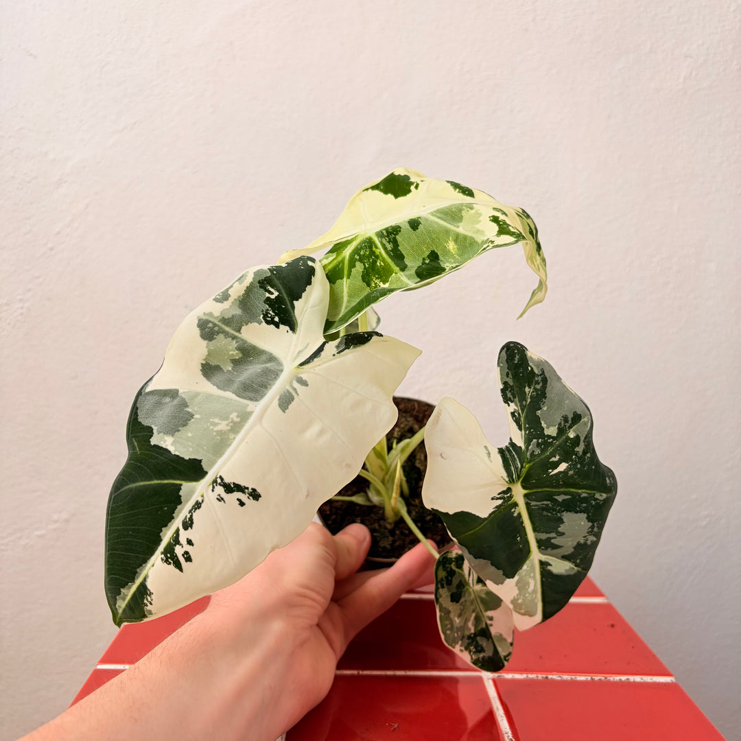 Alocasia Frydek Variegated