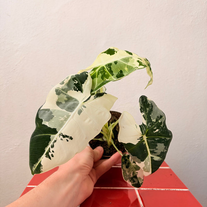 Alocasia Frydek Variegated