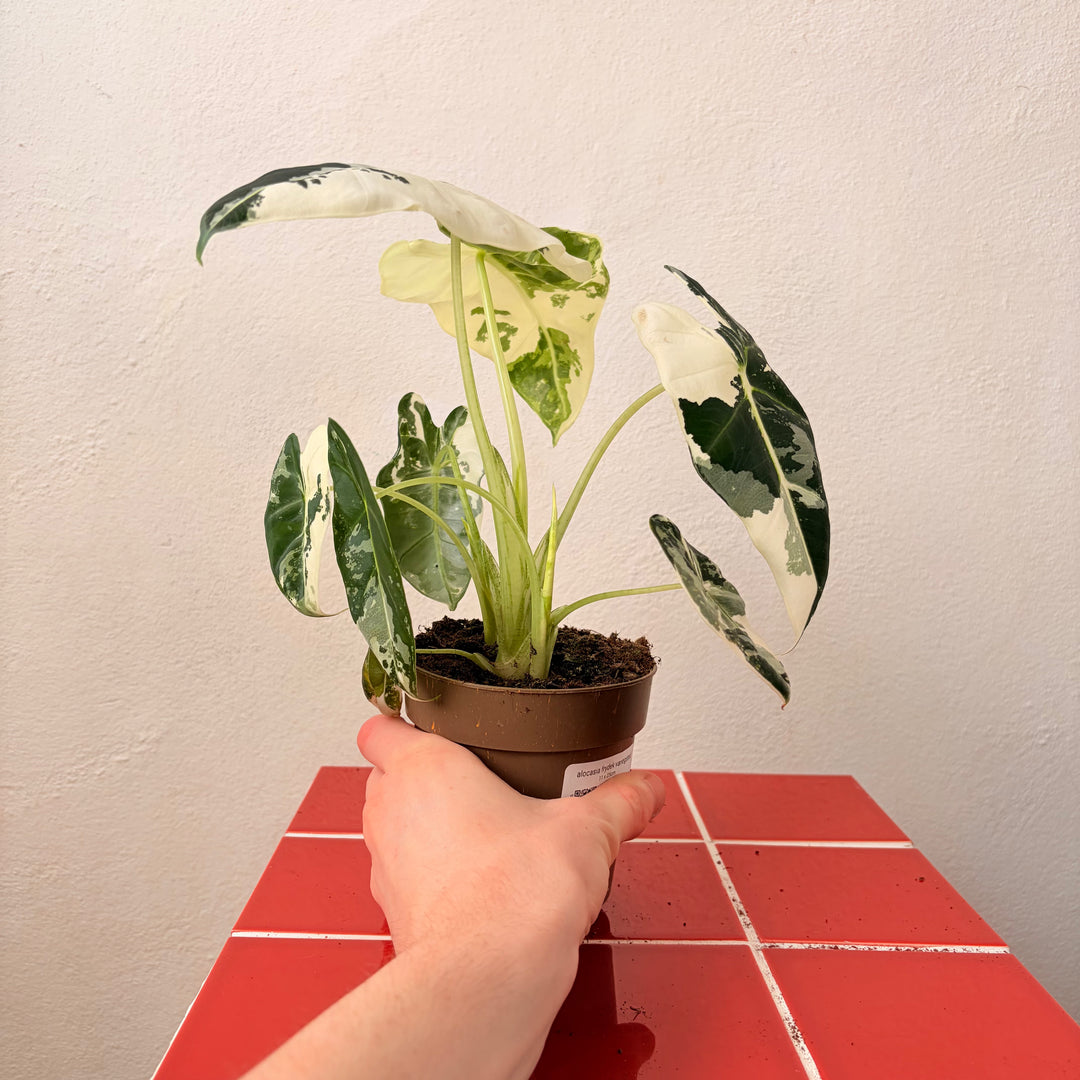 Alocasia Frydek Variegated