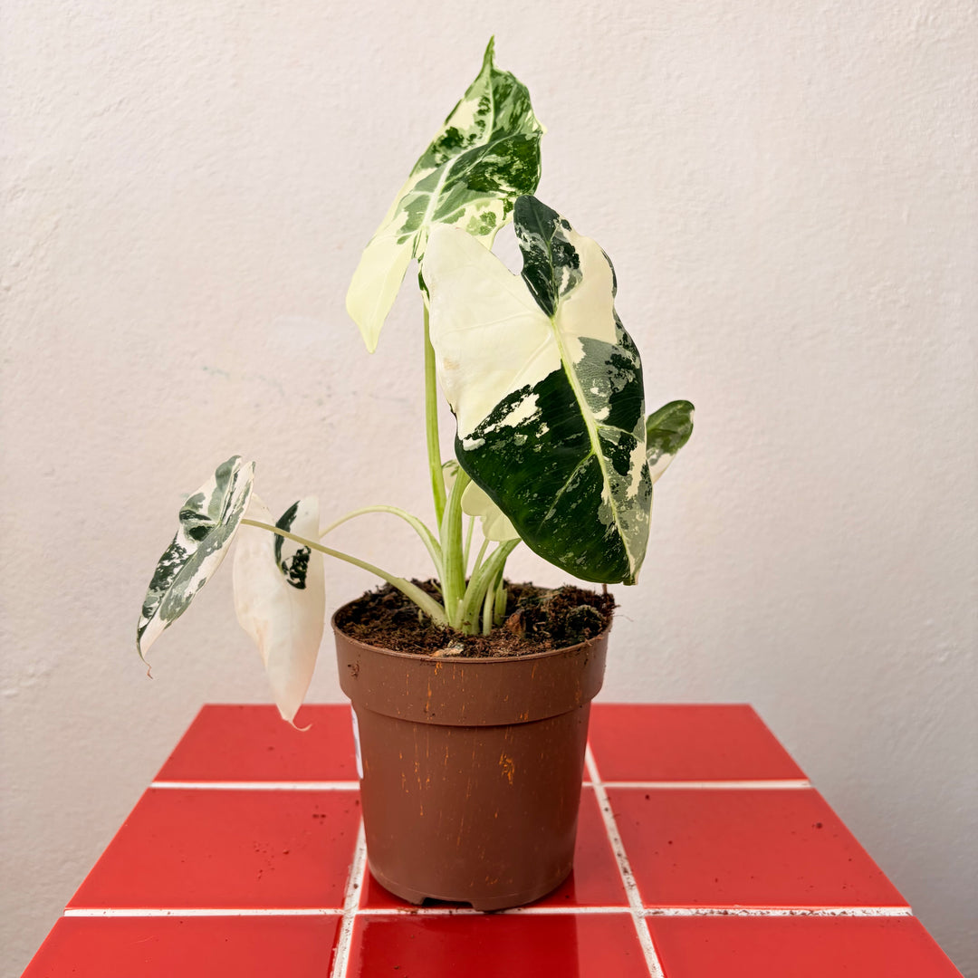 Alocasia Frydek Variegated