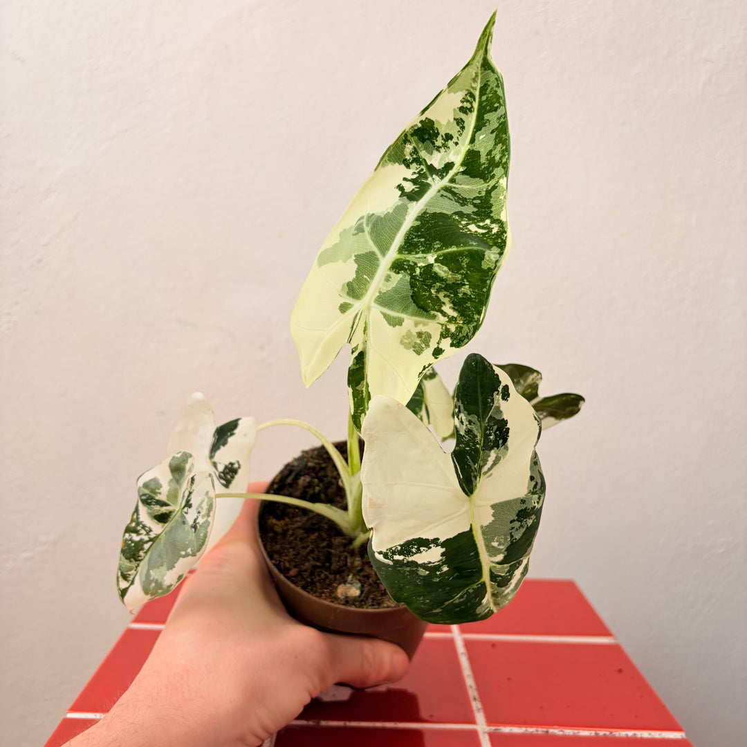 Alocasia Frydek Variegated