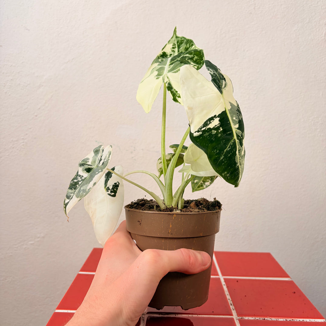 Alocasia Frydek Variegated