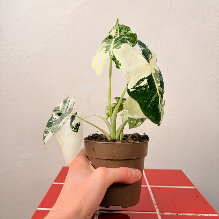Alocasia Frydek Variegated