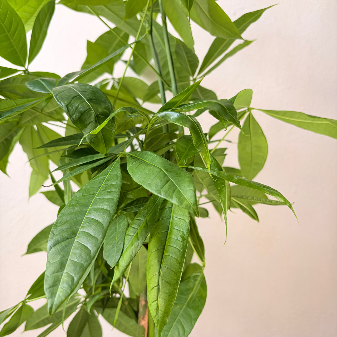 Pachira aquatica - Money Tree