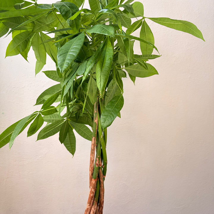 Pachira aquatica - Money Tree