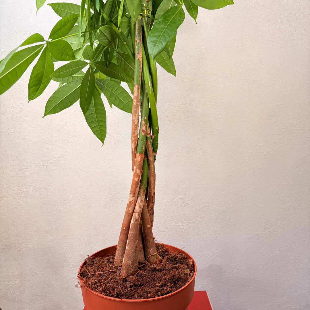 Pachira aquatica - Money Tree