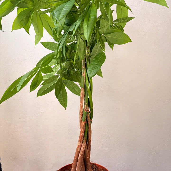 Pachira aquatica - Money Tree