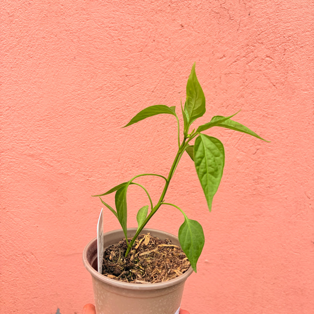 Cayenne Chilli