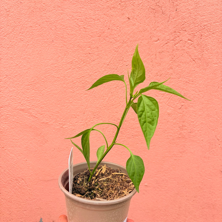 Cayenne Chilli