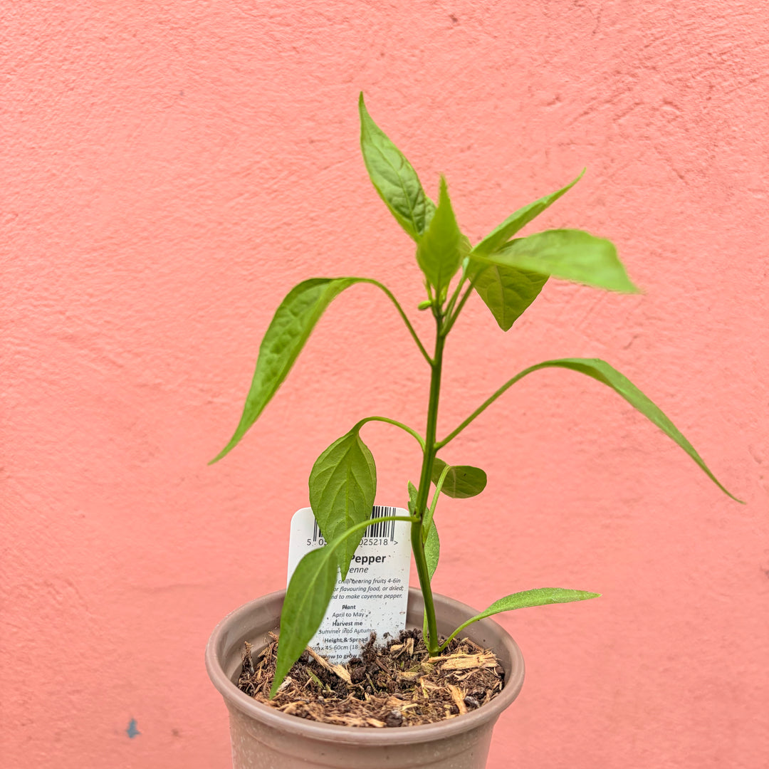 Cayenne Chilli