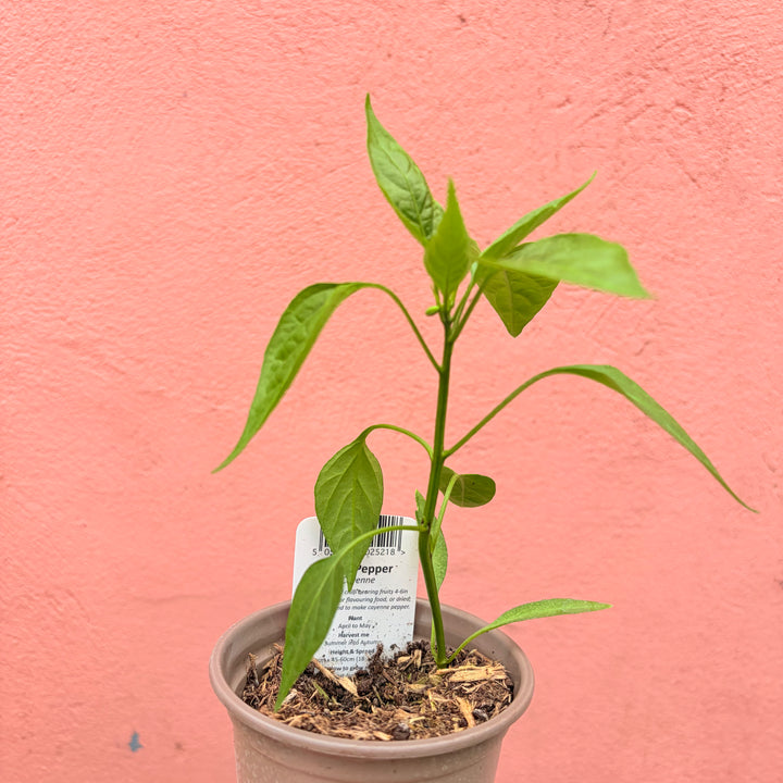 Cayenne Chilli