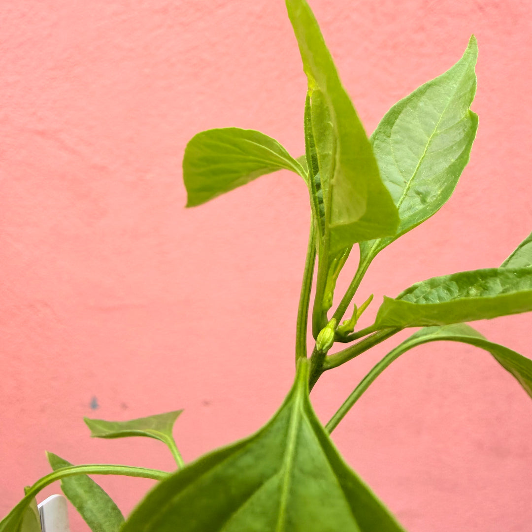 Cayenne Chilli
