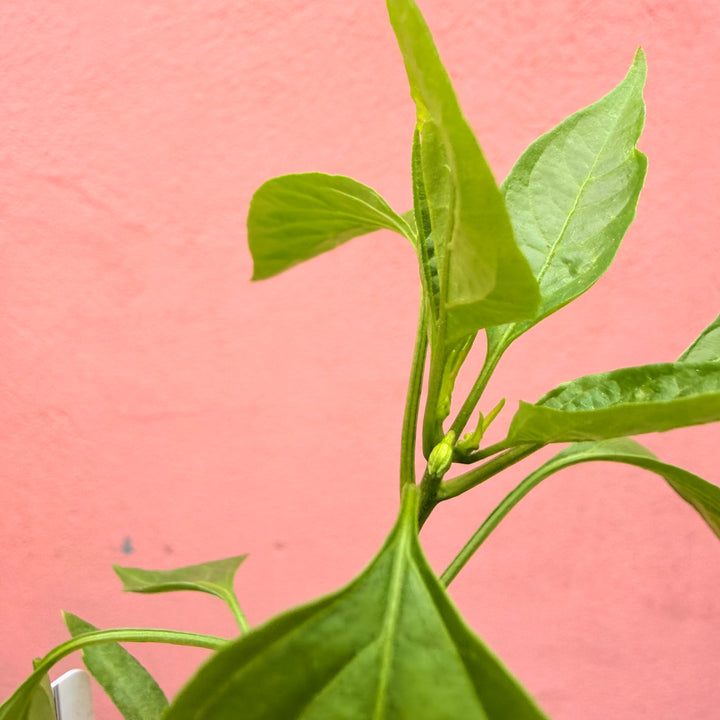 Cayenne Chilli
