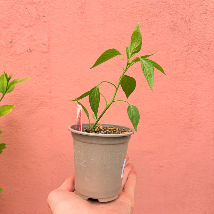 Cayenne Chilli