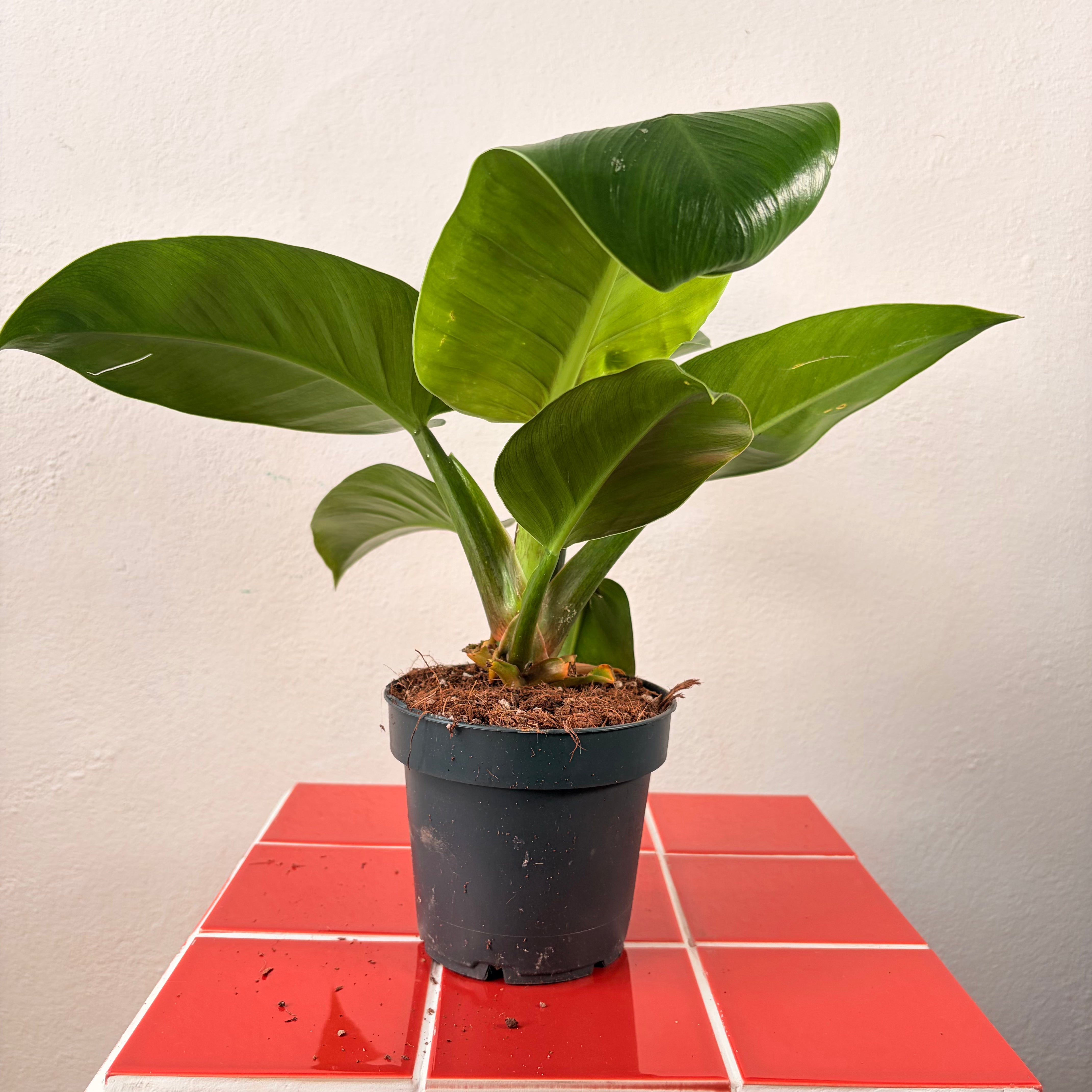 Houseplants