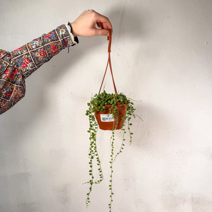 Senecio herreianus - String of Tears - String of Beads